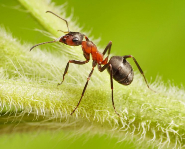 Эффективное средство от садовых муравьев найдено!